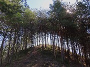 28 La Croce di Bracca oltre gli alti pini mugo